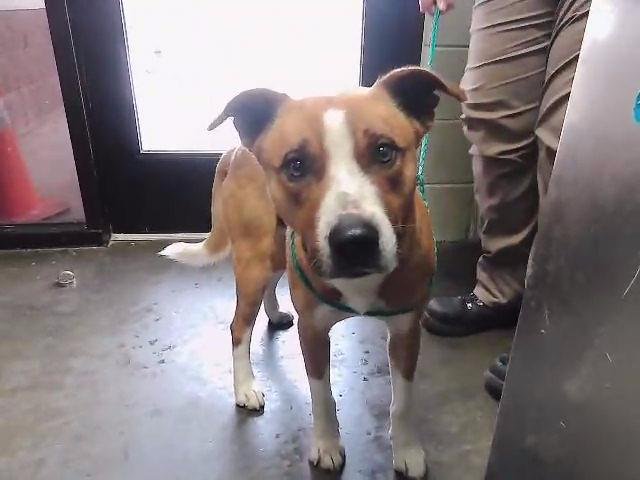 DASH - Pit Bull Terrier available for adoption