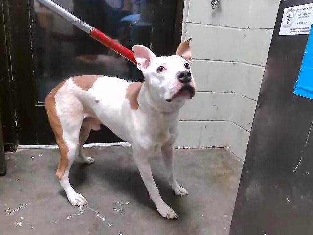 GOOFY - Pit Bull Terrier available for adoption