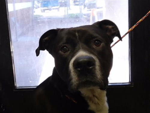 MARCO - Pit Bull Terrier available for adoption
