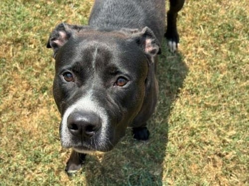 MARCO - Pit Bull Terrier available for adoption
