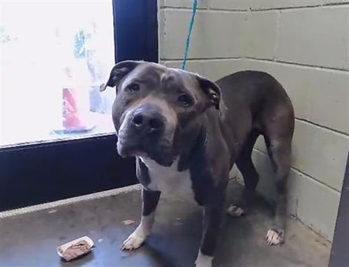 DEISEL - Pit Bull Terrier available for adoption