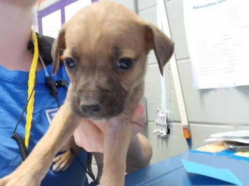 CHEERIOS - Pit Bull Terrier available for adoption