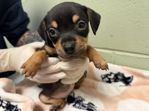 BLACK - Doberman Pinscher available for adoption