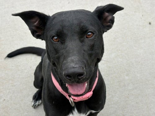 DOVE - Labrador Retriever available for adoption