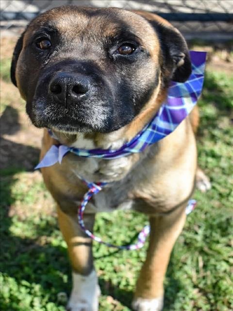 MOTLEY - Belgian Shepherd Malinois available for adoption