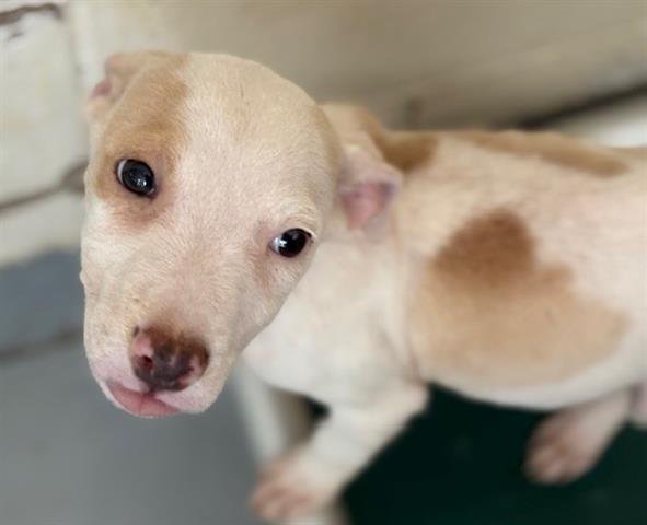 AMAYA - Pit Bull Terrier available for adoption