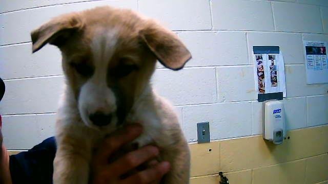 COOKIE - German Shepherd Dog available for adoption