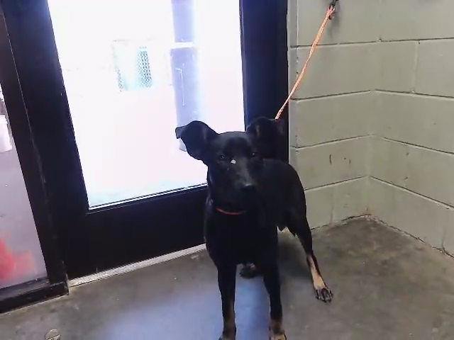 SIERRA - German Shepherd Dog available for adoption