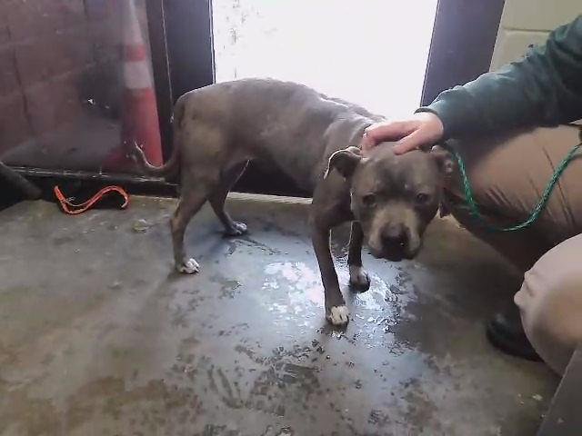 TILLY - Pit Bull Terrier available for adoption