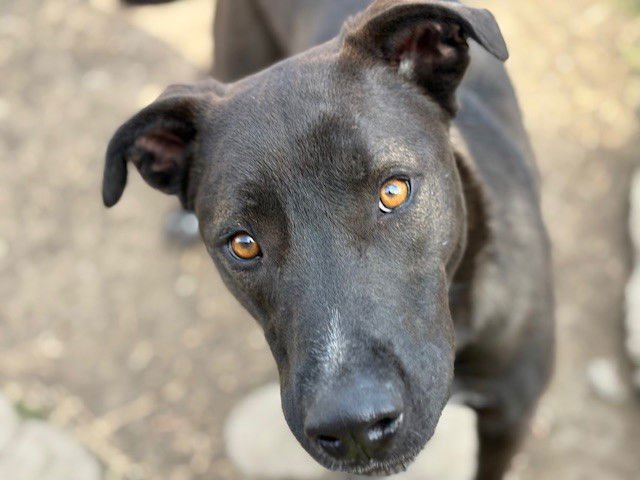 SKY - Dutch Shepherd available for adoption