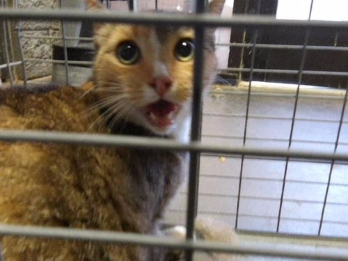 TEMPLE - Domestic Short Hair for adoption in Broken Arrow