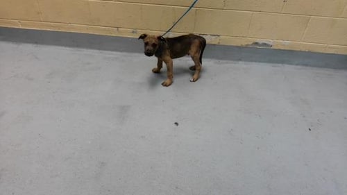 SOLAR - Pit Bull Terrier available for adoption