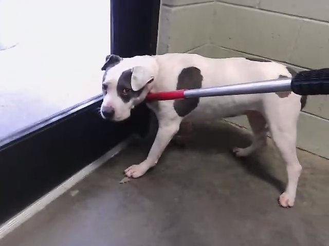 CELINE - Pit Bull Terrier available for adoption