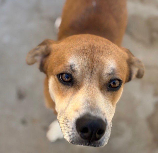 ARGUS - Pit Bull Terrier available for adoption