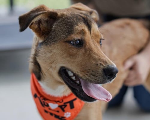 YANASI - German Shepherd Dog for adoption in Broken Arrow
