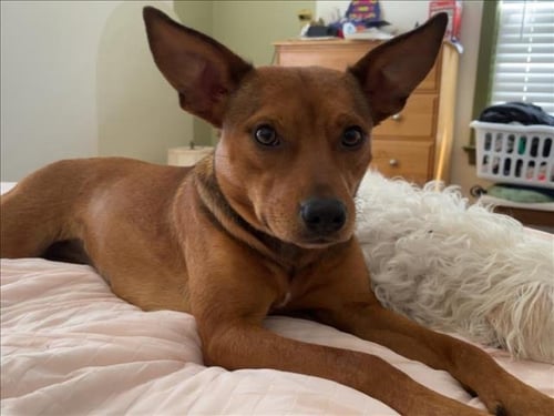 EMMA - Chihuahua available for adoption