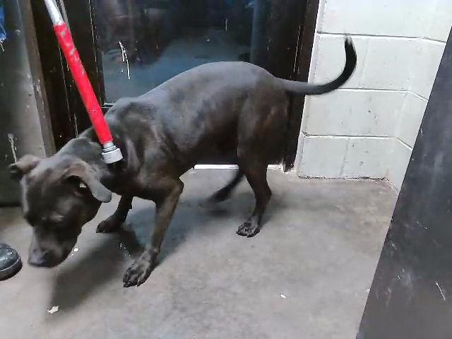 CHANCE - Pit Bull Terrier available for adoption