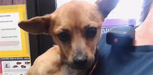 DYNOMITE - Chihuahua available for adoption