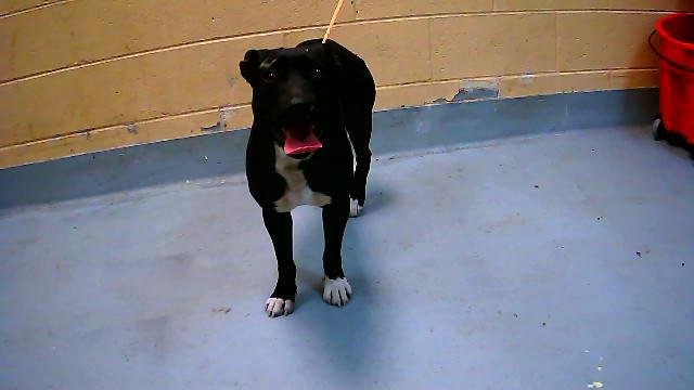 DARLA - Pit Bull Terrier available for adoption