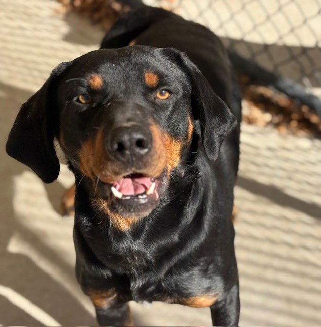 TAX - Rottweiler available for adoption