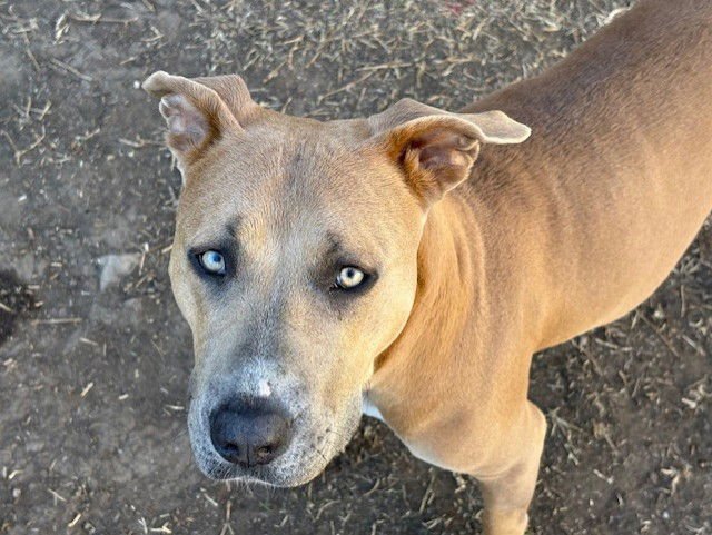 COPPER - Pit Bull Terrier available for adoption