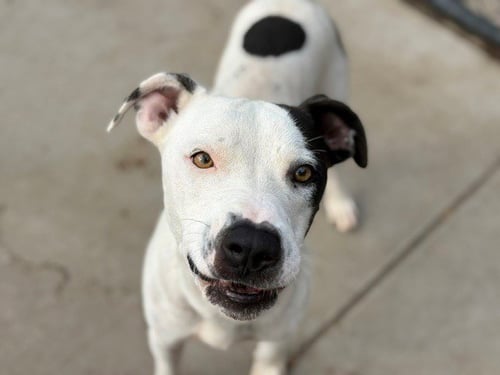 RAMBO - Pit Bull Terrier available for adoption