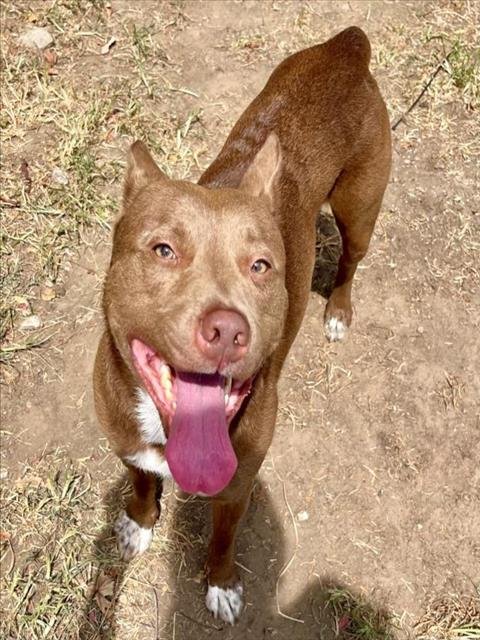PESMO - Siberian Husky available for adoption