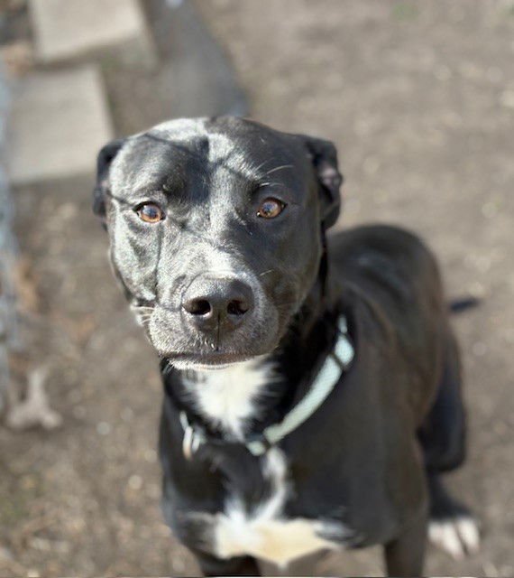 WADSWORTH - Labrador Retriever available for adoption