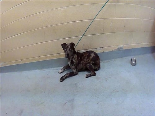 DAN - Pit Bull Terrier available for adoption