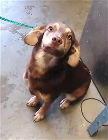 BONNIE - Dachshund / Australian Shepherd available for adoption