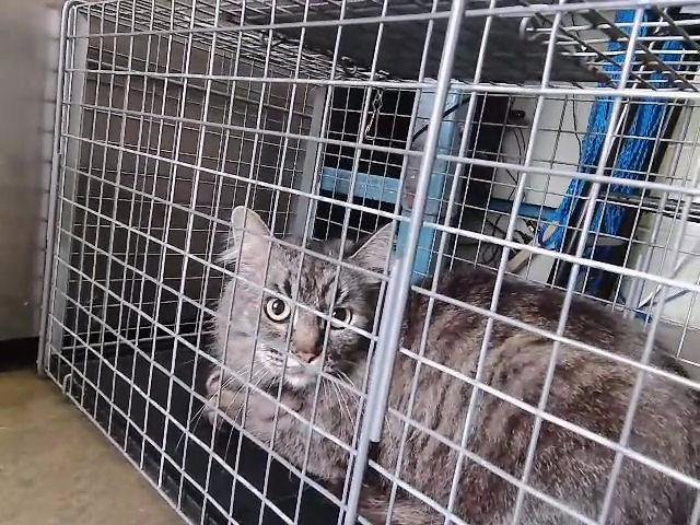 DARBY - Domestic Medium Hair available for adoption