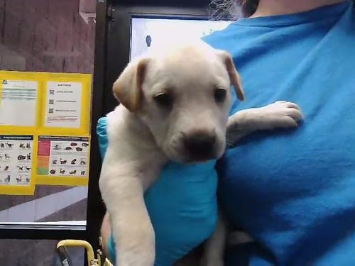 SHRIMP - Labrador Retriever available for adoption