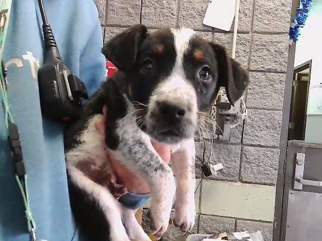 BUZZ - Australian Cattle Dog/Blue Heeler available for adoption