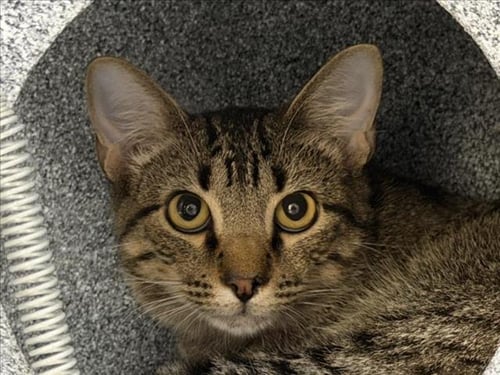 DALE - Domestic Medium Hair available for adoption