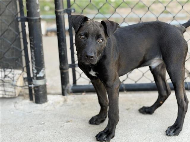 PAUL - Pit Bull Terrier available for adoption