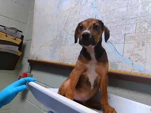 JERMAINE - Doberman Pinscher available for adoption