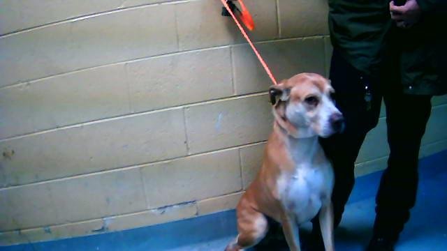 RILEY - Labrador Retriever available for adoption