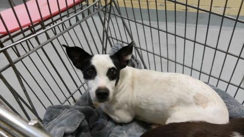 AMORA - Chihuahua available for adoption