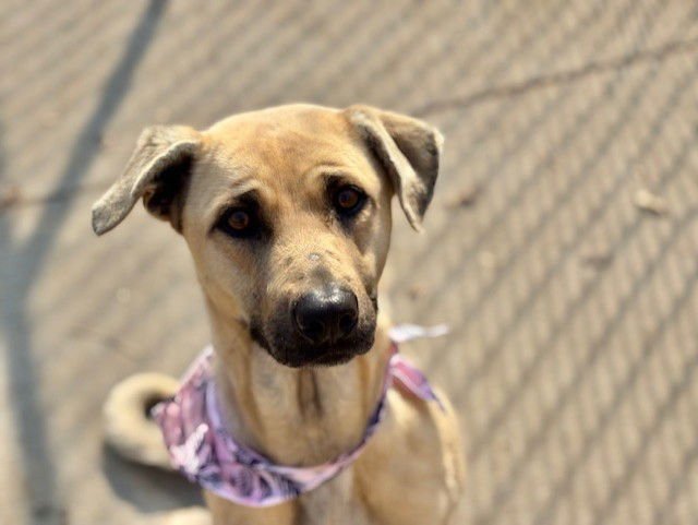 MARIA - Labrador Retriever available for adoption