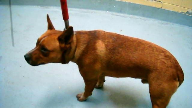 RED - Australian Cattle Dog/Blue Heeler / Pit Bull Terrier available for adoption