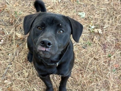 REESE - Labrador Retriever available for adoption