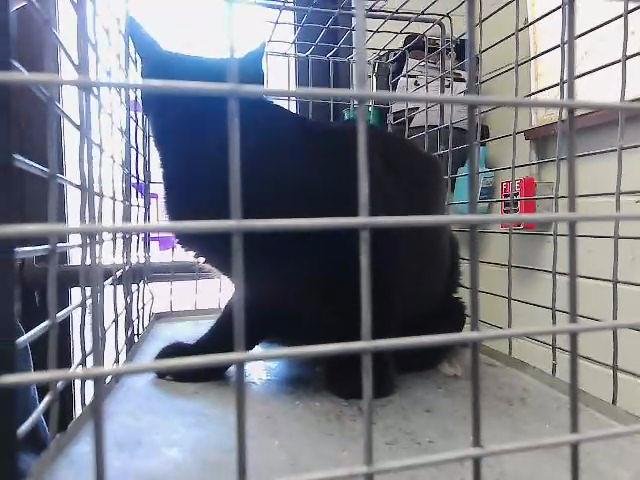 TUPOC - Domestic Short Hair available for adoption