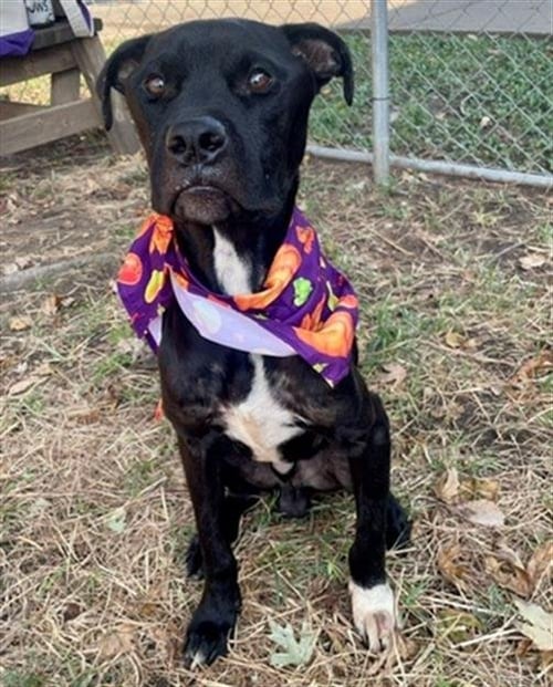 BUD - Boxer available for adoption