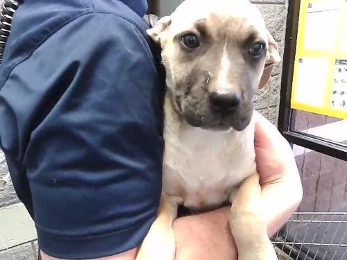 LUKE - Pit Bull Terrier available for adoption