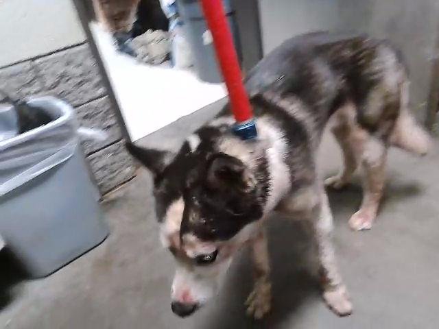 BERRY - Husky available for adoption