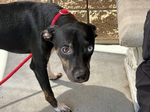 PERSON - Pit Bull Terrier available for adoption