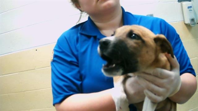 RANDY - Pit Bull Terrier available for adoption