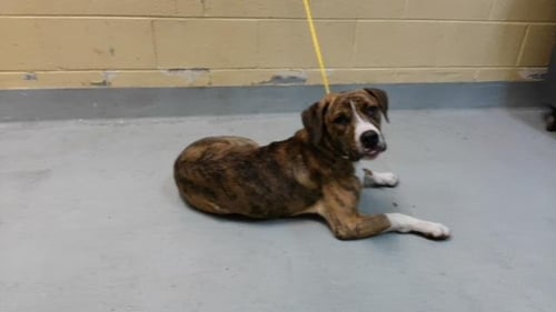 REV. WHITMAN - Pit Bull Terrier available for adoption