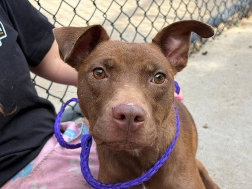 TOASTED BAGEL - Labrador Retriever available for adoption