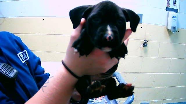 TORQUE - Pit Bull Terrier available for adoption